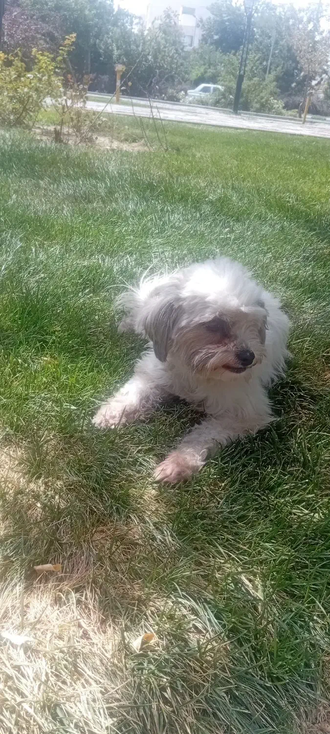 سگ شیتزو تریر|سگ|مشهد, وکیل‌آباد|دیوار