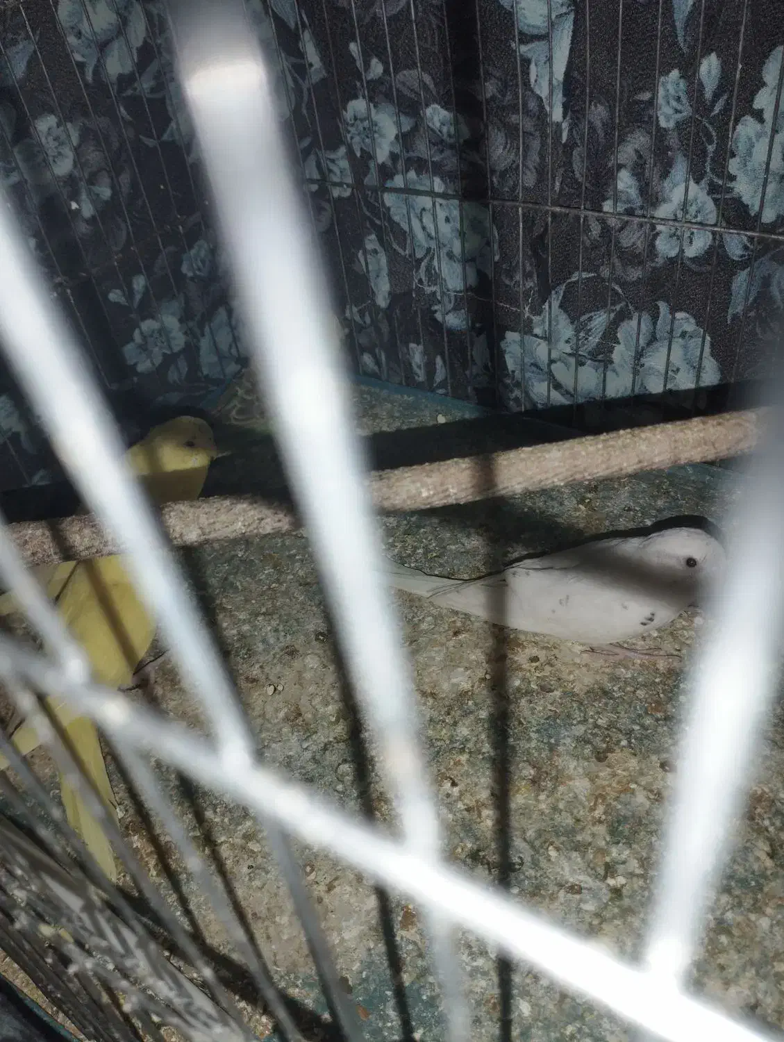 عروس هلندی مرغ عشق|پرنده|شراء, |دیوار