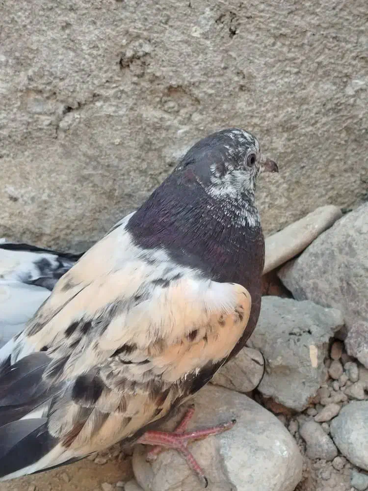 کبوتر|پرنده|دامن, |دیوار