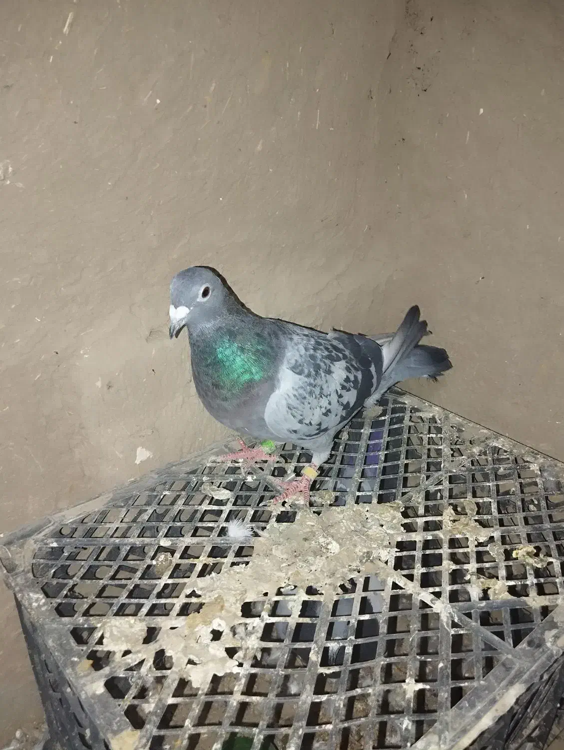 کبوتر پلاکی|پرنده|هلالی, |دیوار