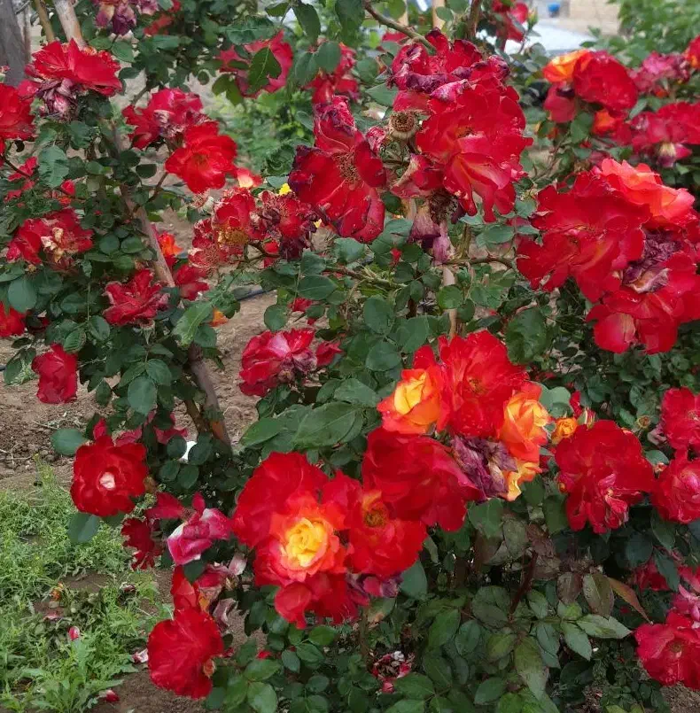 راهنمایی|فعالیت داوطلبانه تحقیقاتی|اردبیل, |دیوار