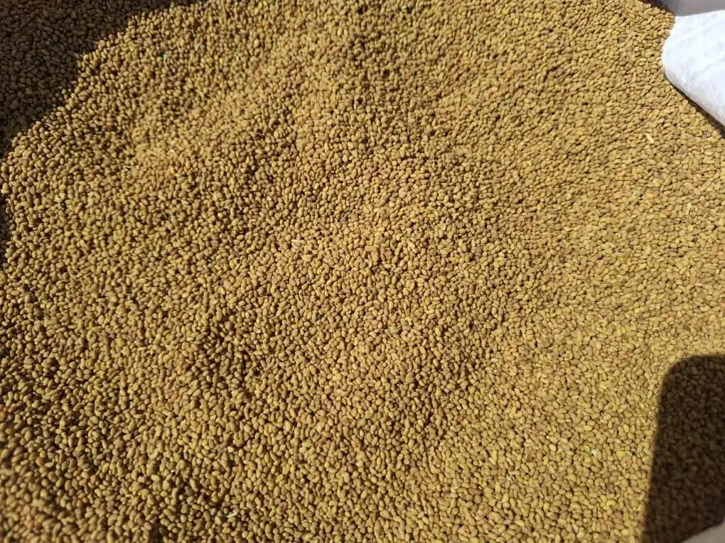 بذر یونجه|خدمات باغبانی و درختکاری|ساوه, |دیوار