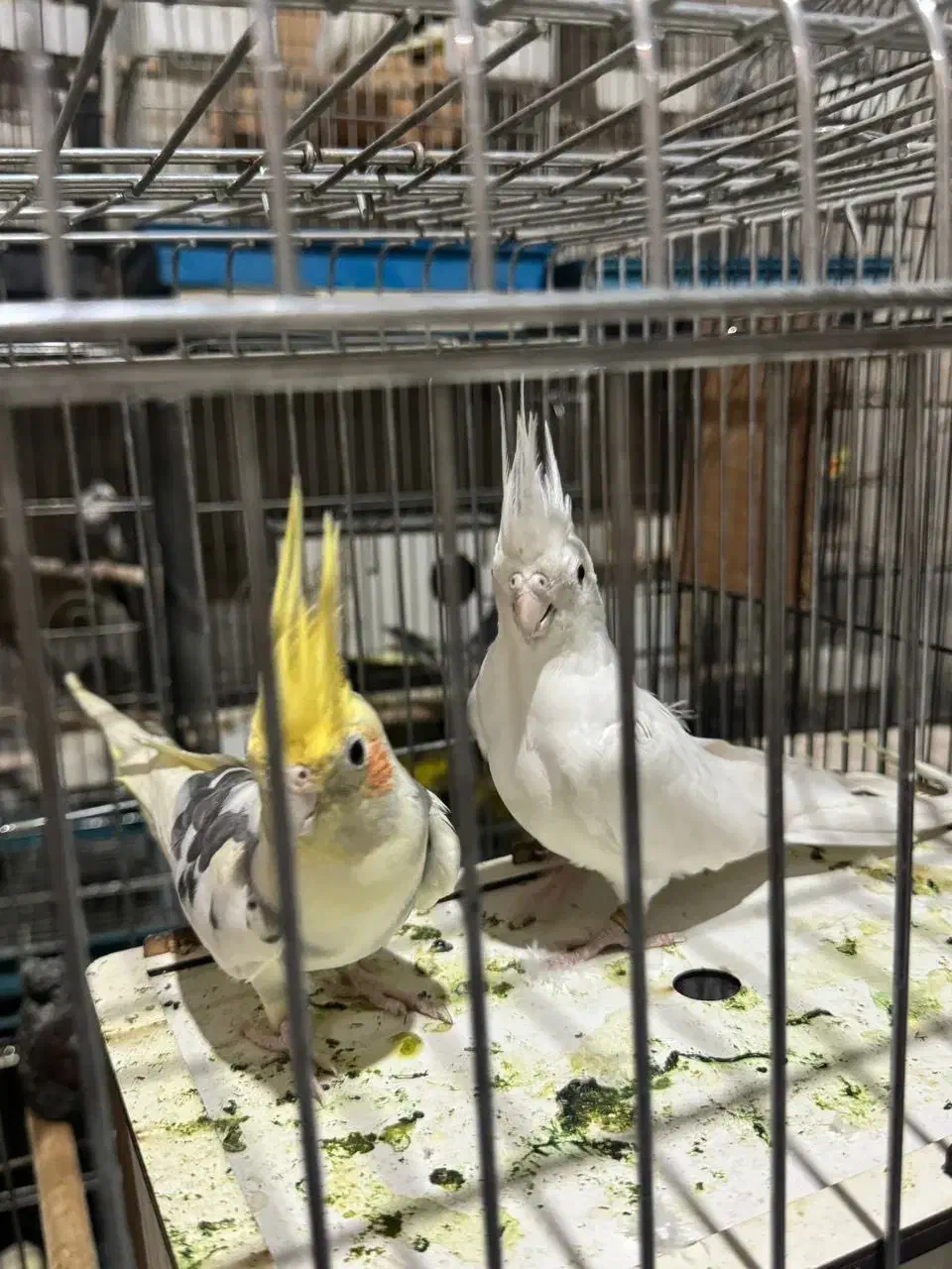 عروس هلندی|پرنده|دلند, |دیوار