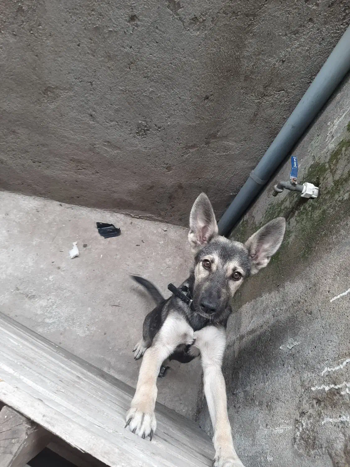 سگ ماده دلبر|سگ|رشت, ترمینال|دیوار