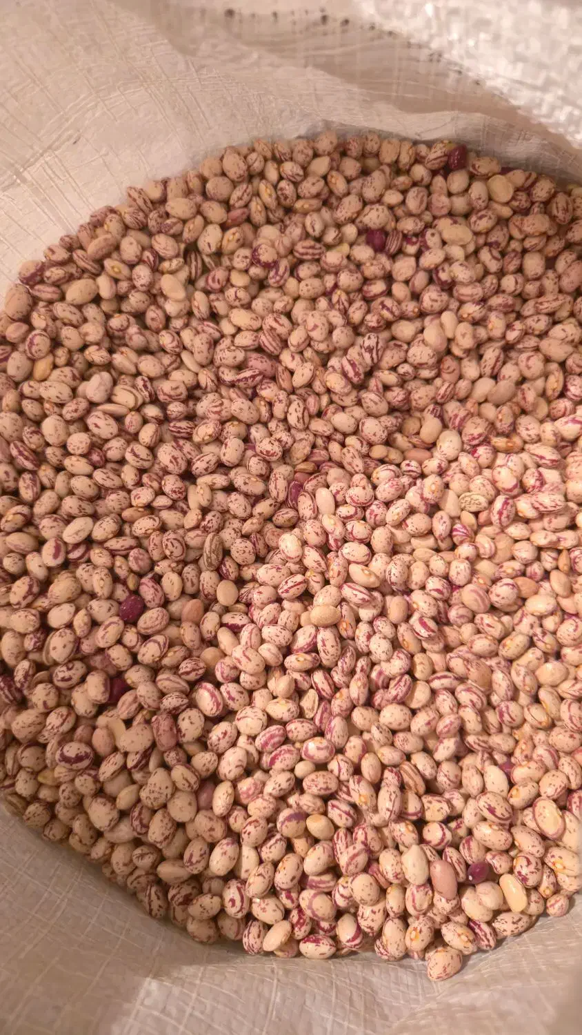 لوبیا چیتی لوکس|خوردنی و آشامیدنی|شیراز, معالی‌آباد|دیوار