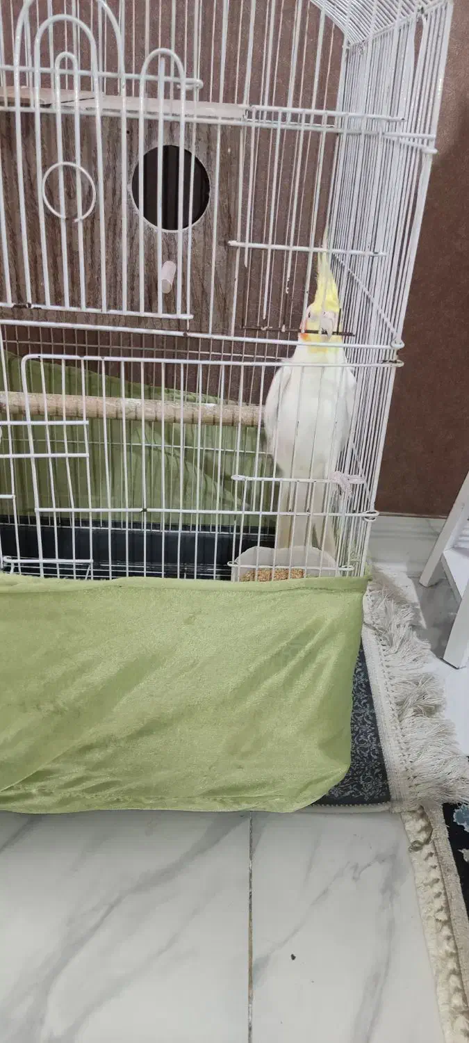 عروس هلندی|پرنده|آفتاب, |دیوار