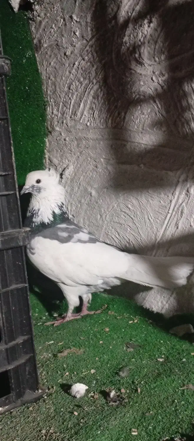 تکبر دورگ|پرنده|گرگان, |دیوار