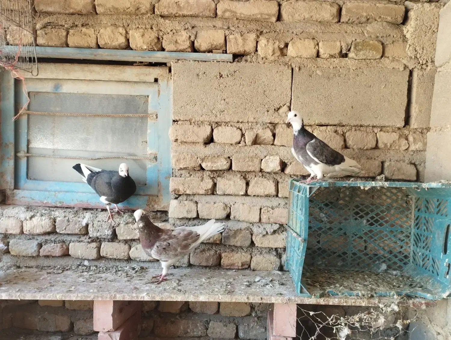 کفتر پرشی عالی درجه یک|پرنده|بکتاش, |دیوار