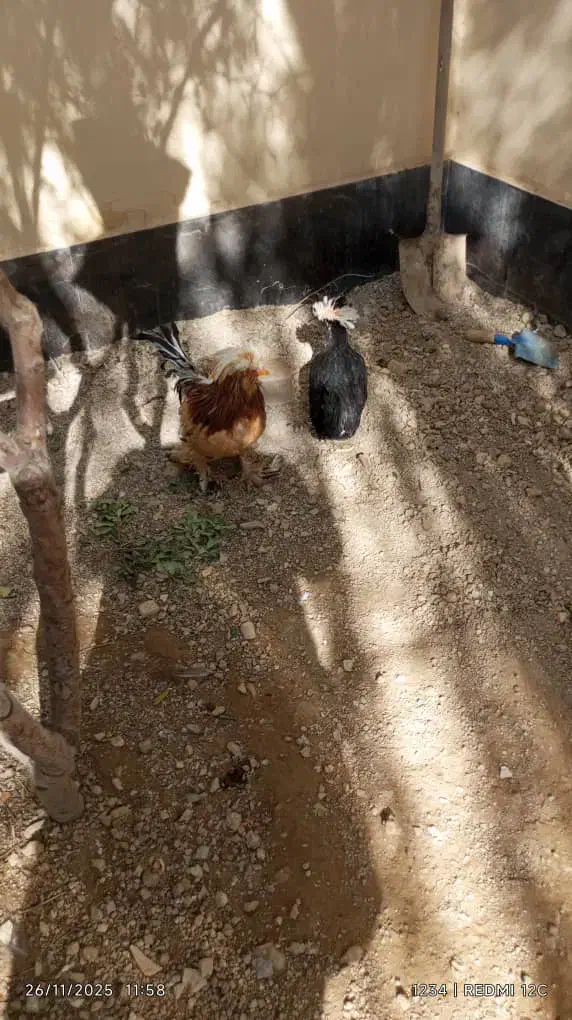 مرغ لهستانی مشکی تازه بالغ تخم گذار|حیوانات مزرعه|رودهن, |دیوار