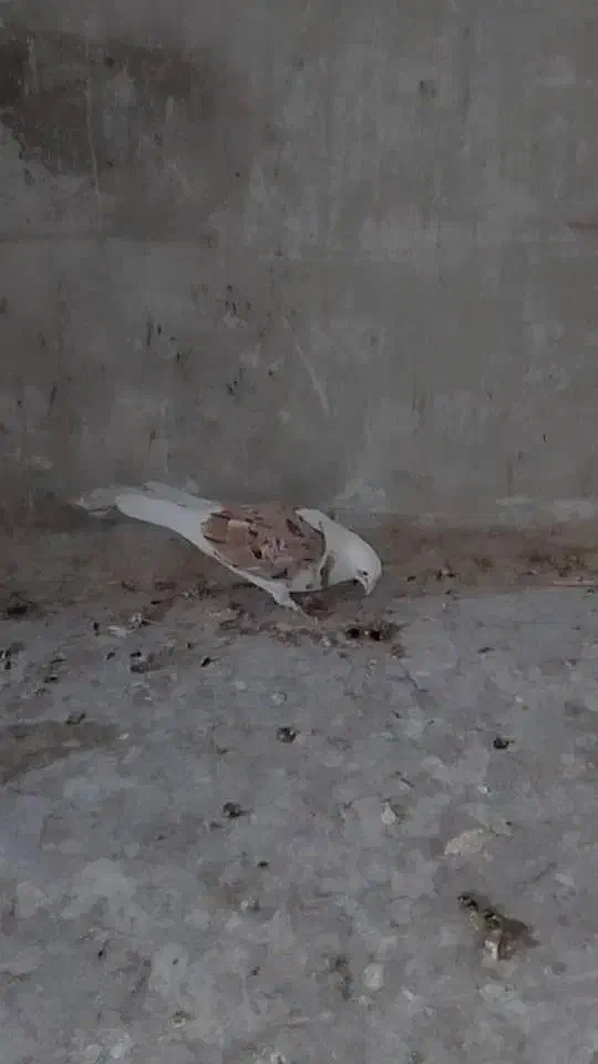 کفتر پشت سرور زرد وخوشرنگ سیاه  ماده|پرنده|شیراز, دودمان|دیوار