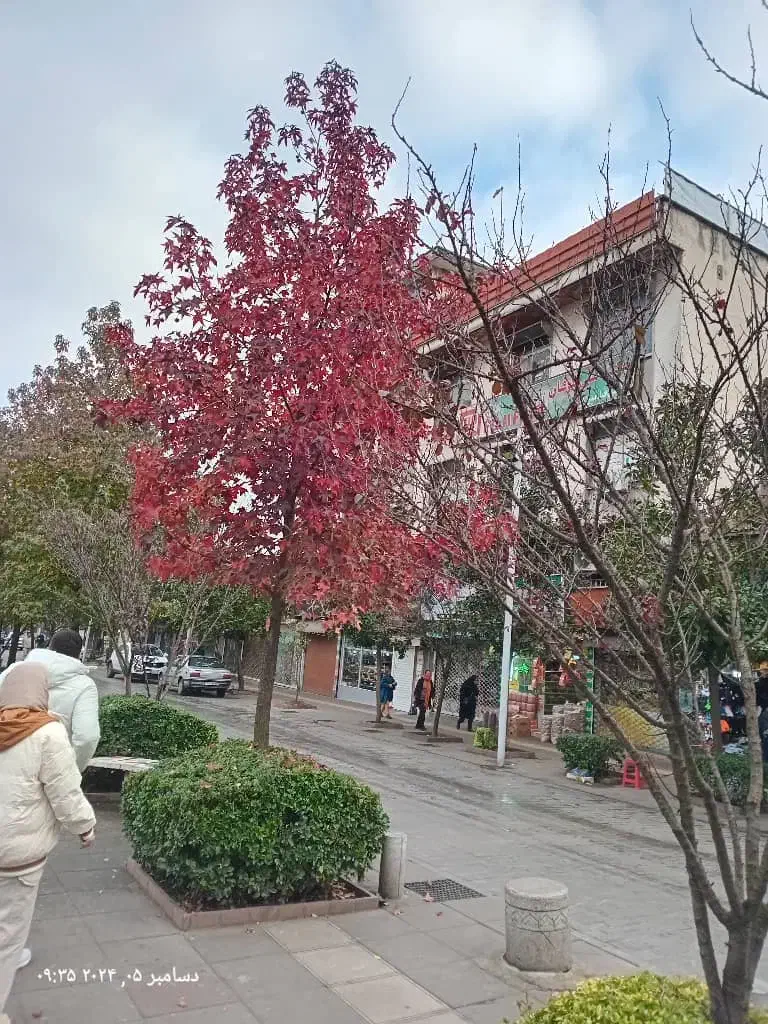 ۱۹ متر مغازه میدان معلم بامالکیت خیابان باهنر|فروش مغازه و غرفه|سیاهکل, |دیوار