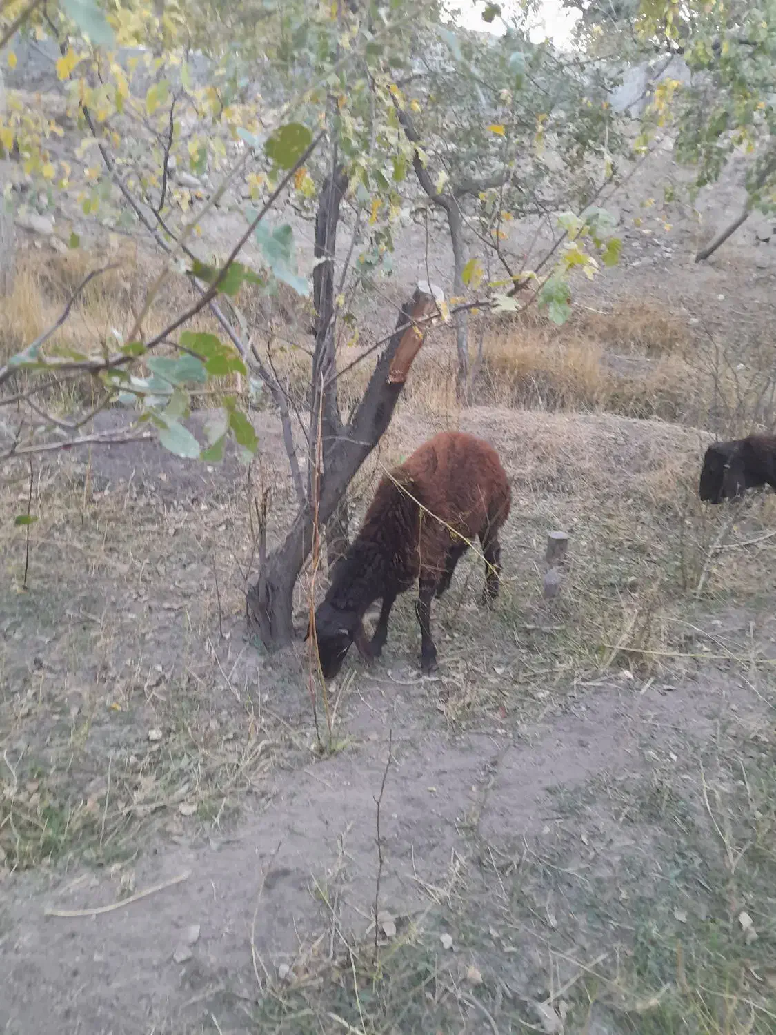 گوسفند بره به قیمت مناسب|حیوانات مزرعه|اسکو, |دیوار