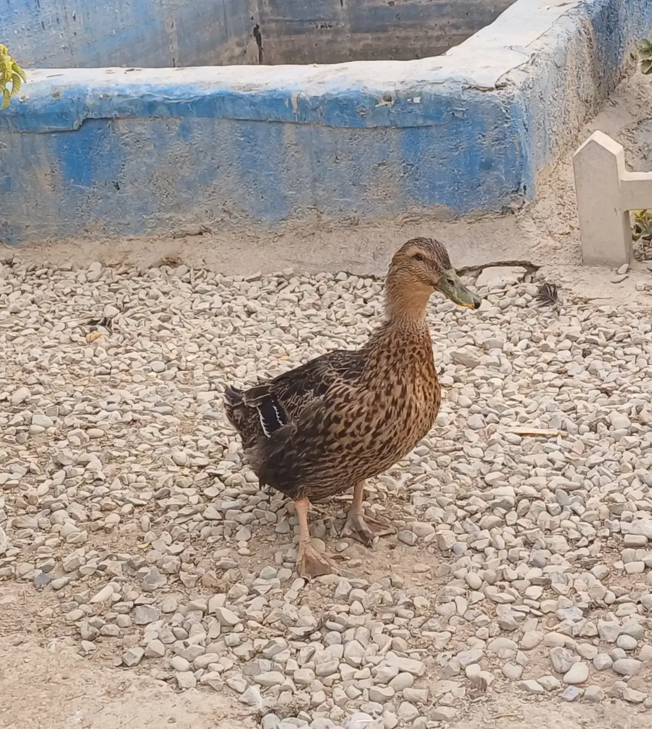 فروش غاز ، خروس و اردک|حیوانات مزرعه|رباطکریم, انجم آباد|دیوار