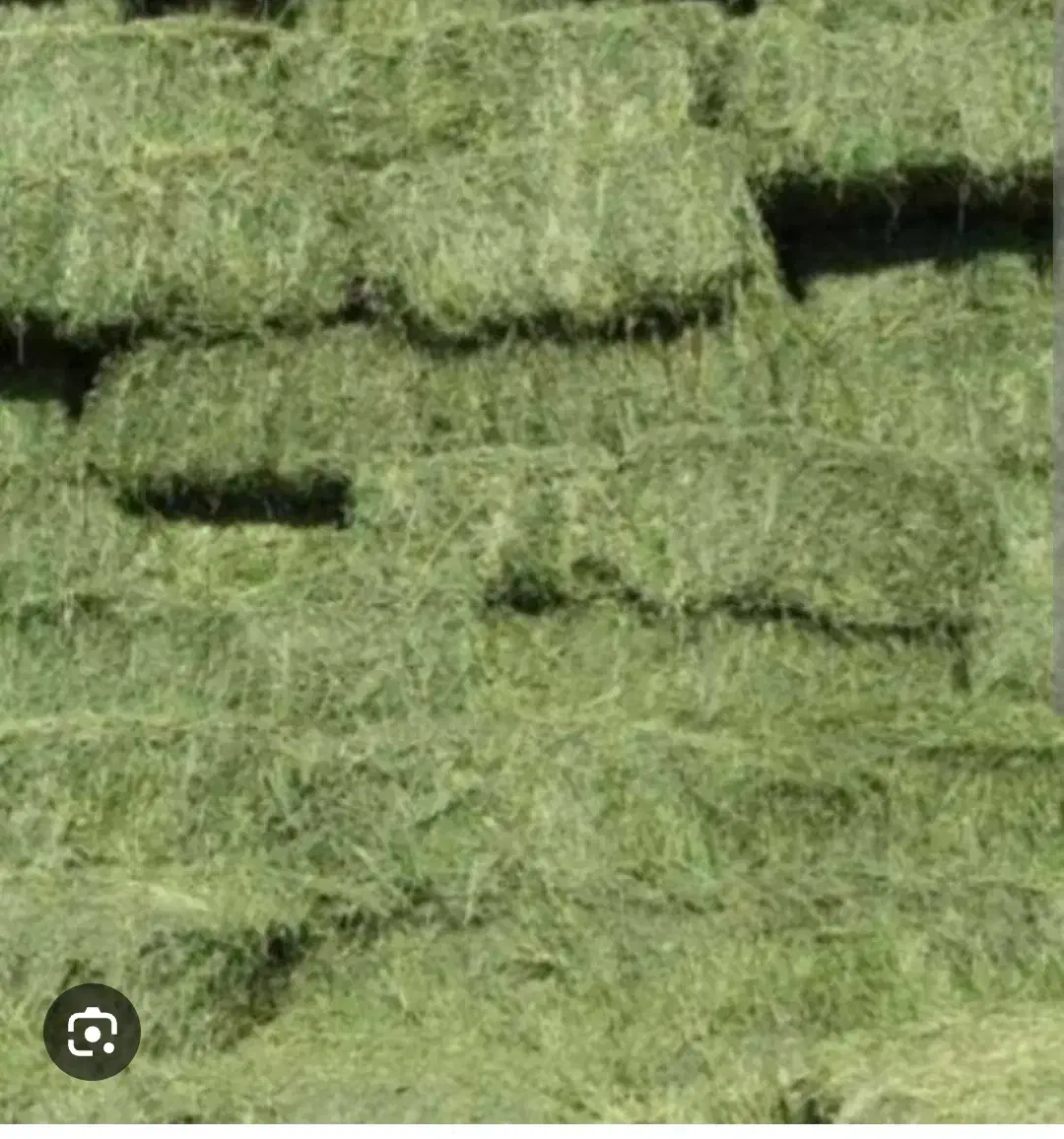 خرید فروش یونجه|خدمات باغبانی و درختکاری|فیروزآباد (آذربایجان), |دیوار