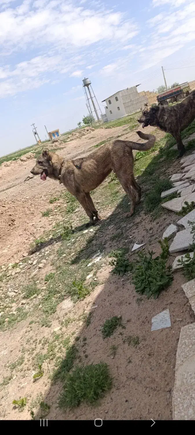 سگ  واگذاری|سگ|قزوین, |دیوار