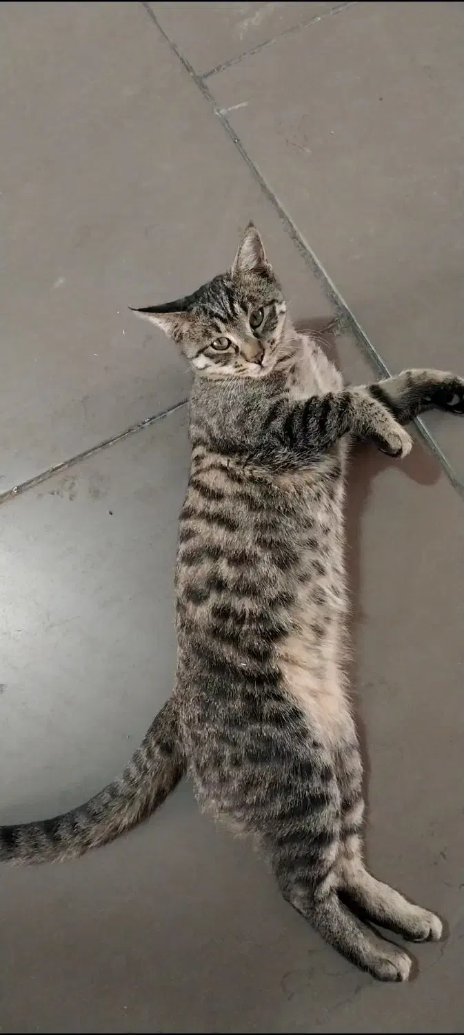 گربه نژاد دی اس اچ|گربه|محلات, |دیوار