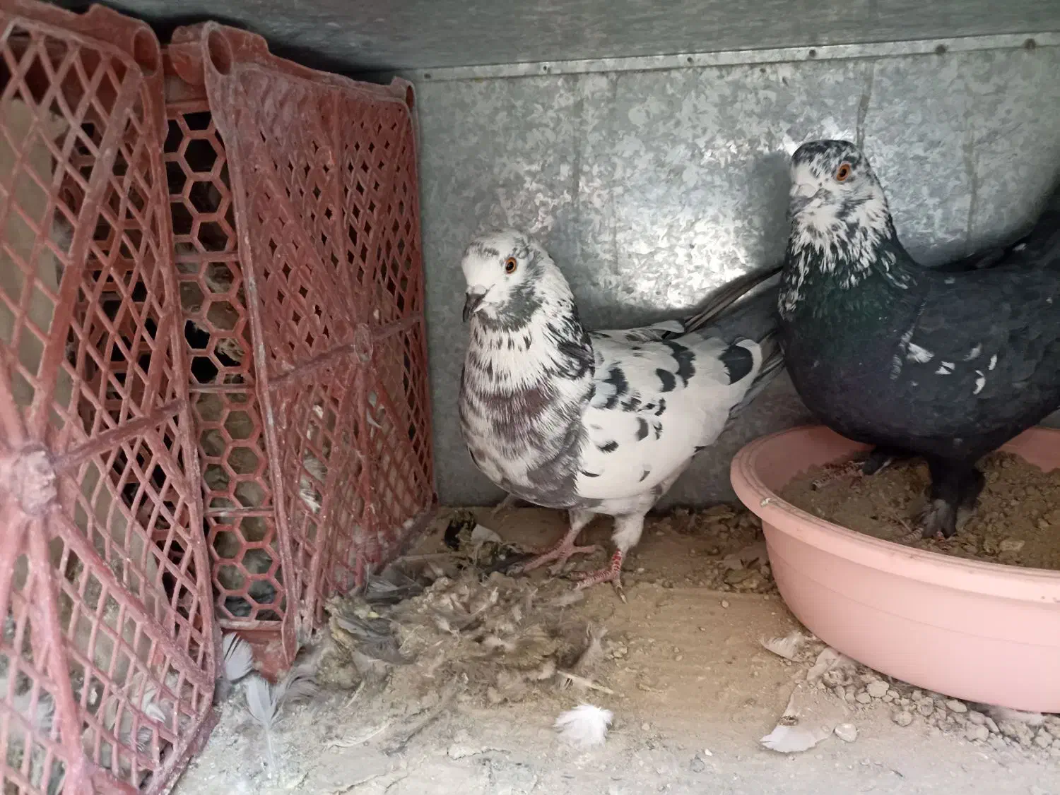 کفتر|پرنده|محمدشهر, محمدشهر|دیوار