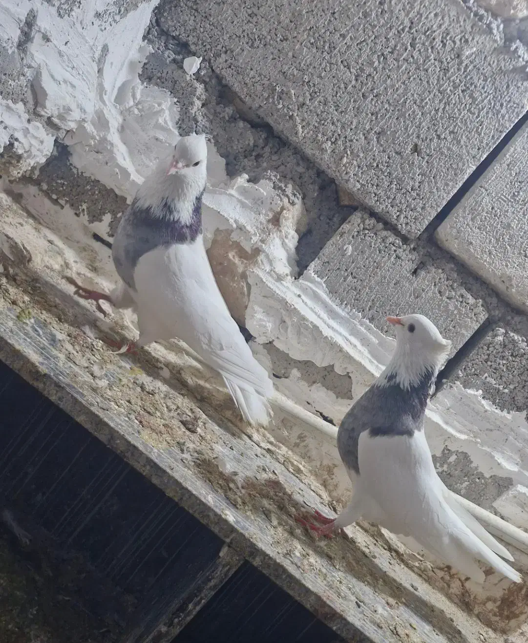 کبوتر طوقی|پرنده|ایلام, |دیوار