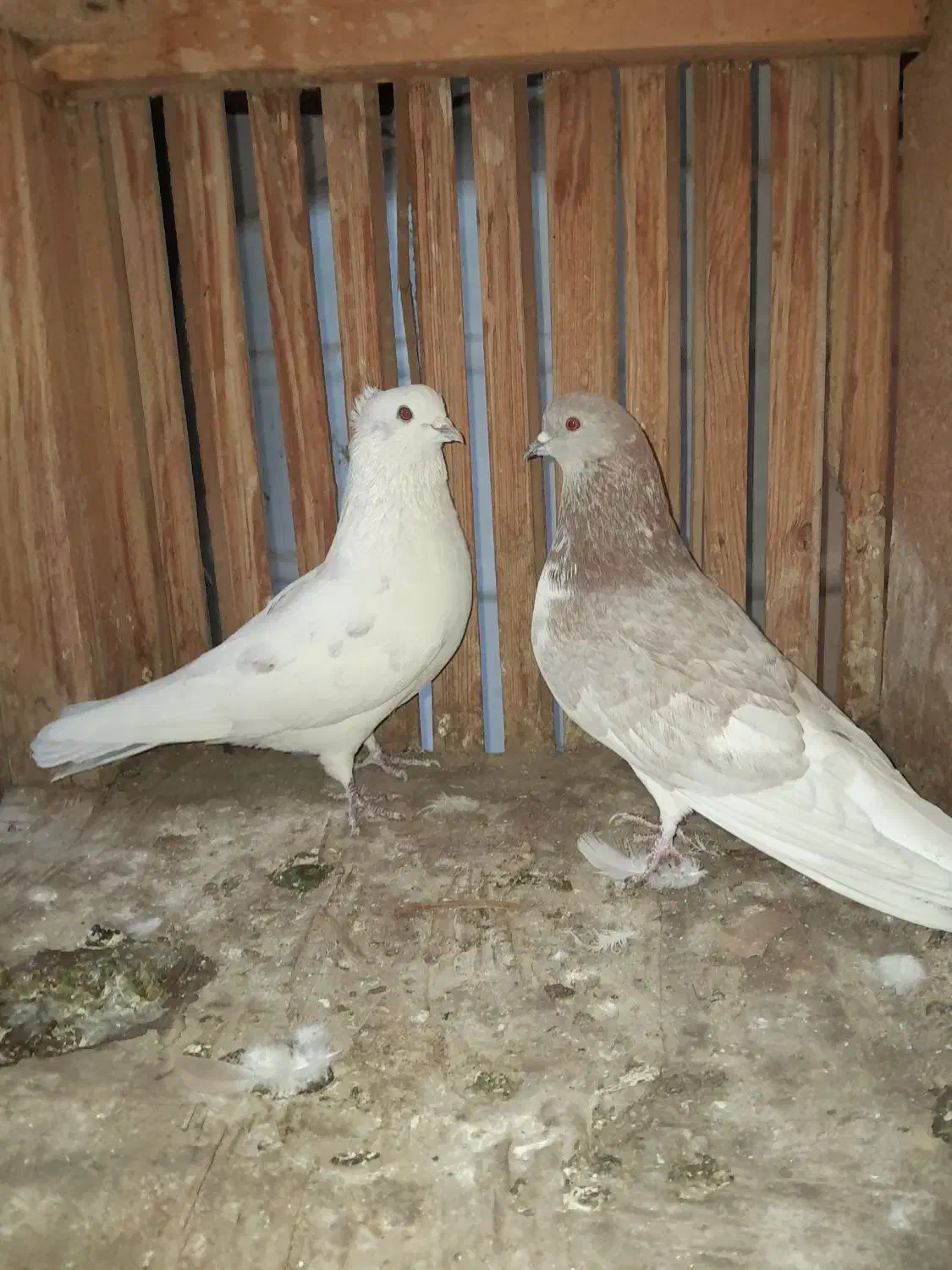 قفس و کبوتر|لوازم جانبی حیوانات|اصفهان, شیخ طوسی|دیوار