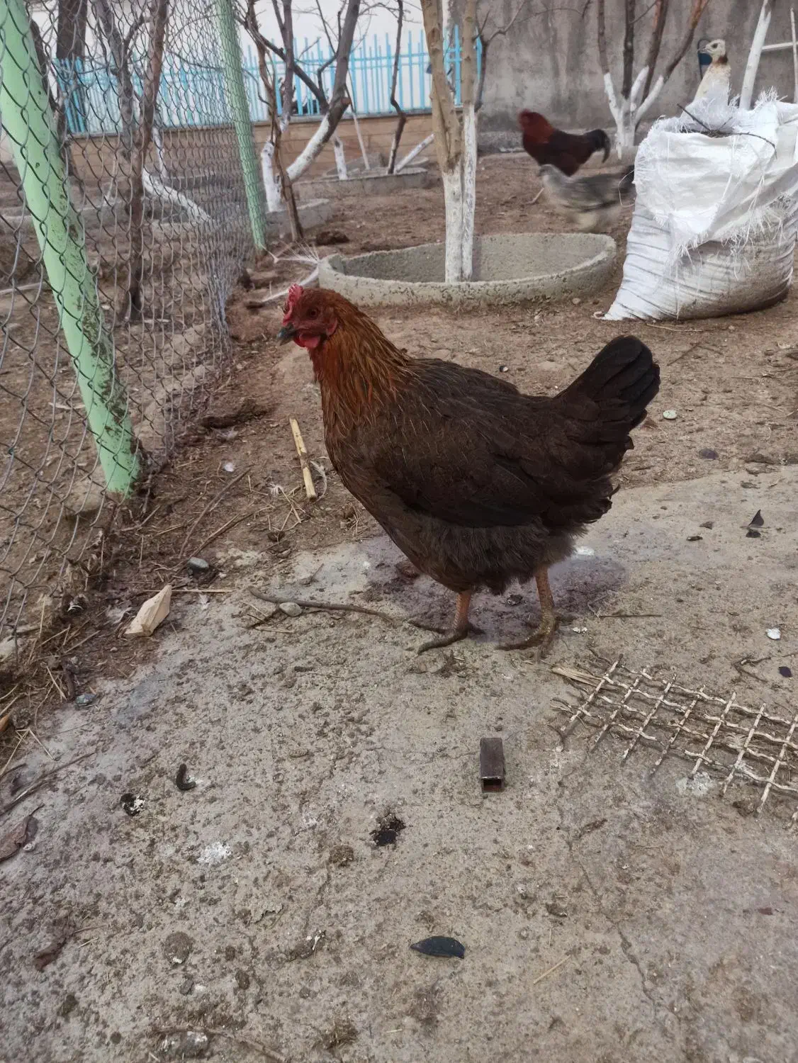 مرغ و خروس|حیوانات مزرعه|هشتگرد, تهران دشت|دیوار