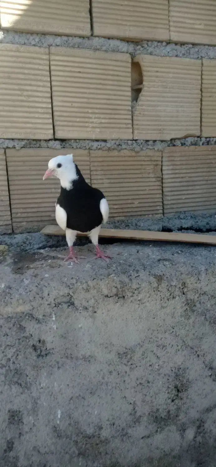 جوجه تازه دونخور شده نر هست خفت خفت عتیقه|پرنده|ایذه, |دیوار