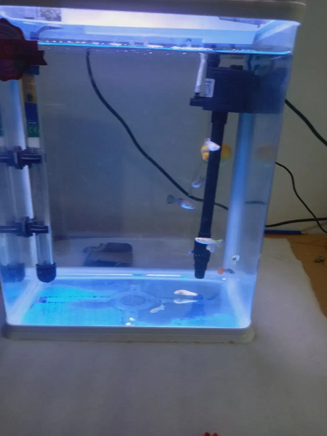 اکواریوم|ماهی|نقده, |دیوار