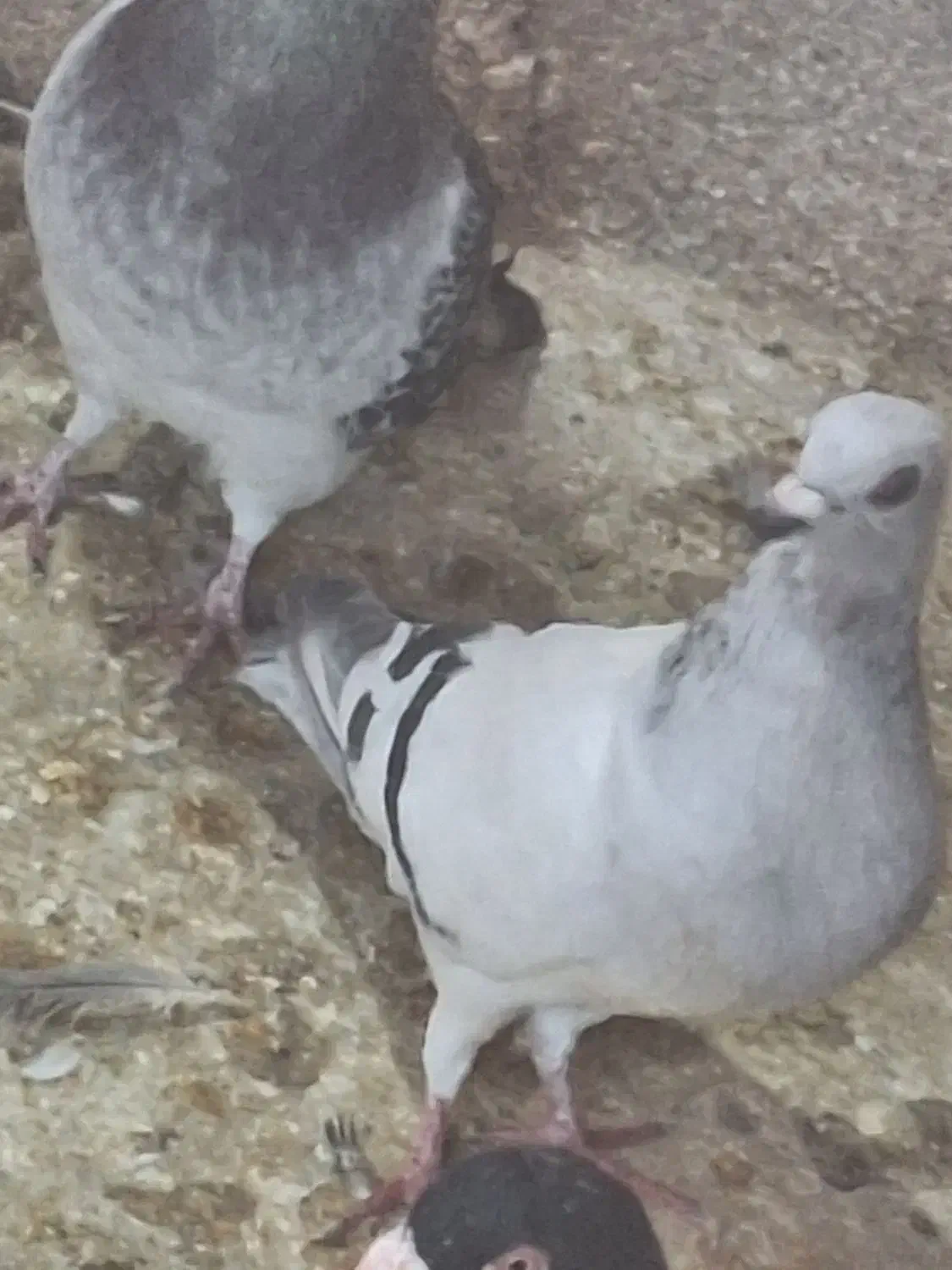 سبز کلاغ آس|پرنده|یزدان شهر, |دیوار