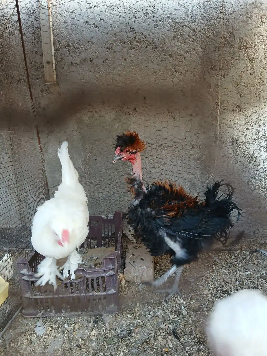 جوجه خروس سلطان و فری|حیوانات مزرعه|نیشابور, بنیاد شهید|دیوار