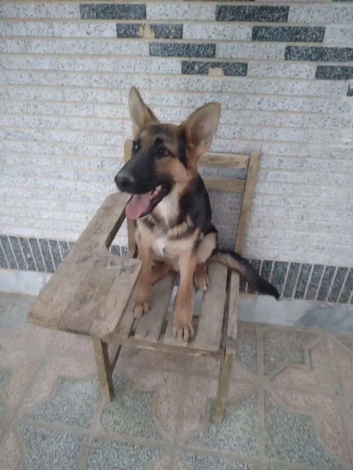 سگ اصیل ژرمن|سگ|شاهینشهر, گرگاب|دیوار