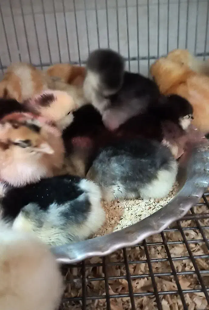 جوجه مرغ گلین و لوهمن آلمانی|حیوانات مزرعه|بندر کنگان, |دیوار