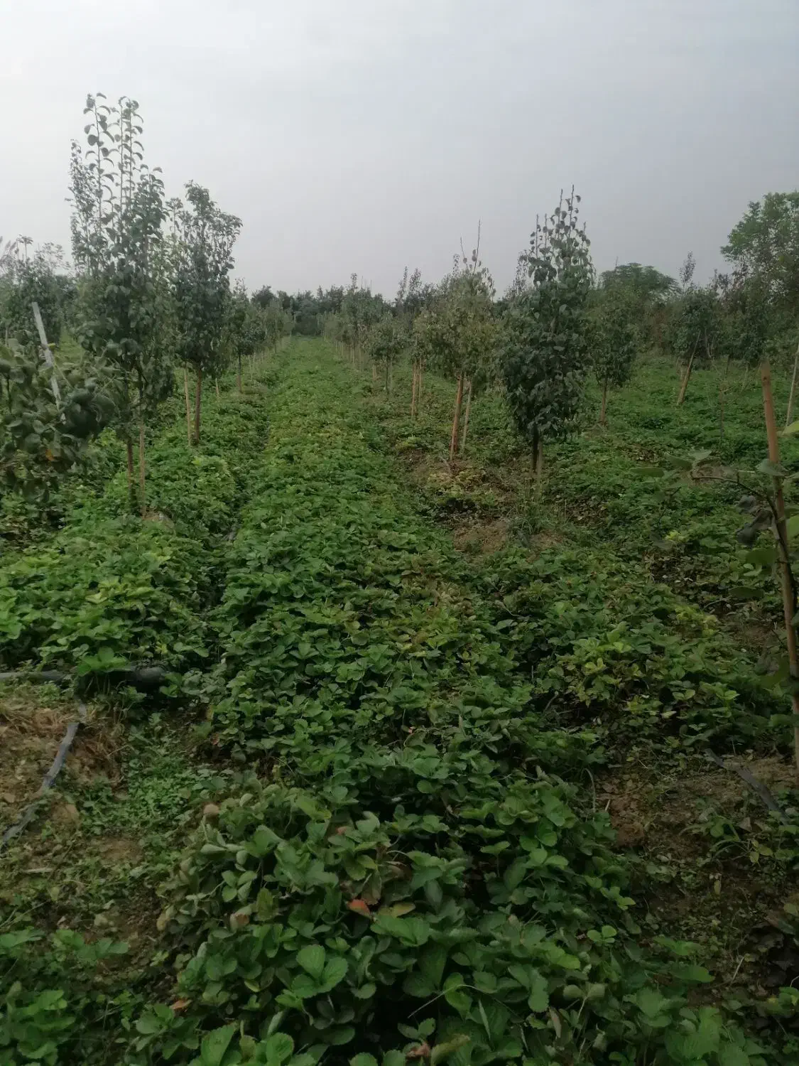 بوته توت فرنگی کاماراسو|گل و گیاه طبیعی|قائمشهر, |دیوار