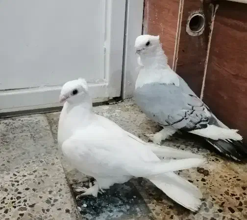 جفت کبوتر بلژیکی نوک موش سینه فر کاکلی پرپا|پرنده|دزفول, |دیوار