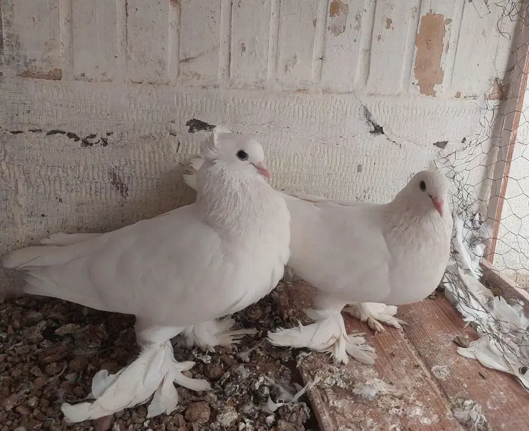 یک جفت کبوتر رواعبی سفید پاک|پرنده|قم, بنیاد|دیوار