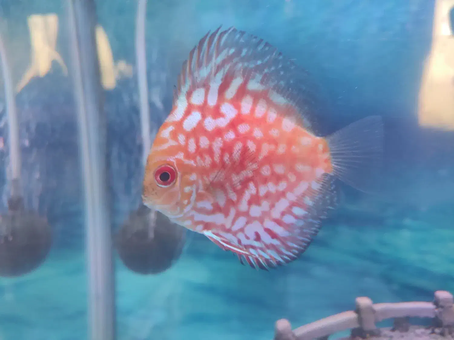 ماهی دیسکس|ماهی|مشهد, اروند (کشف)|دیوار