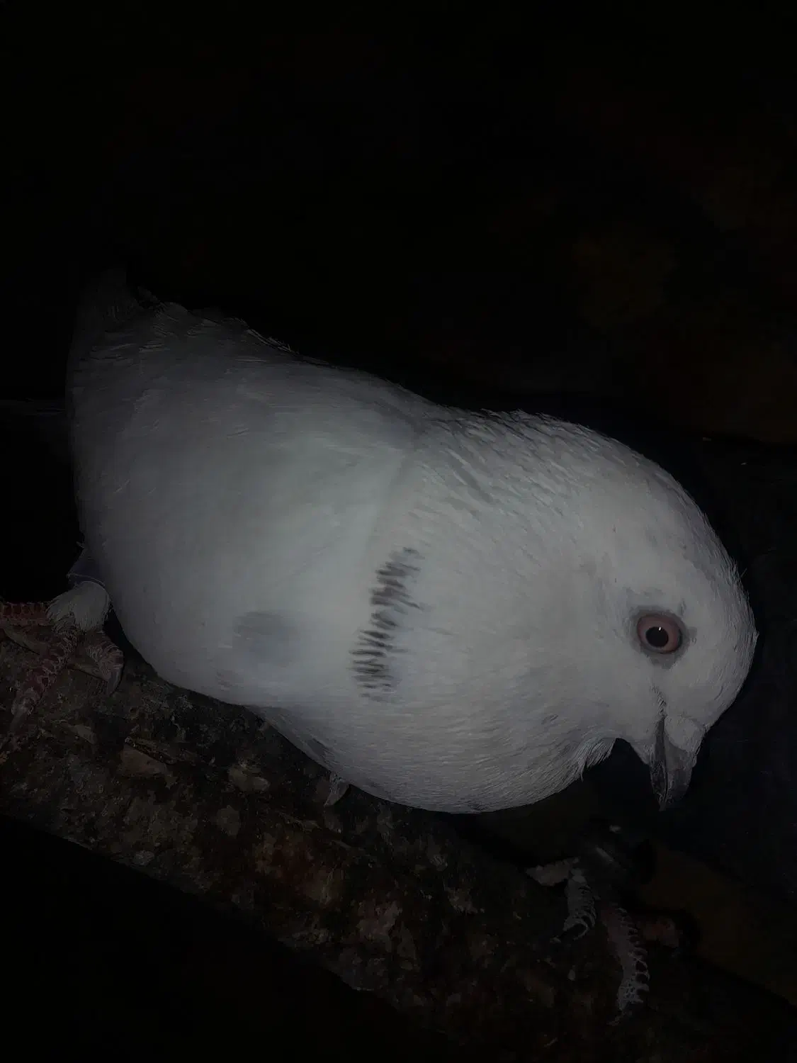 فروش ۷تا کفتر بالغ|پرنده|تفت, |دیوار