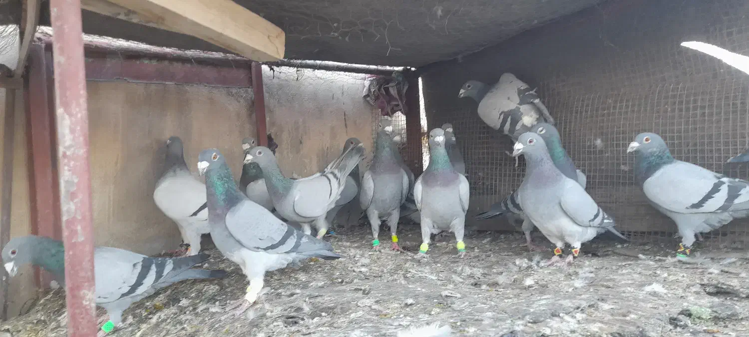 دوتیپ المانی جون همه نرشب روز ندارن|پرنده|تربتحیدریه, فردوسی جنوبی|دیوار