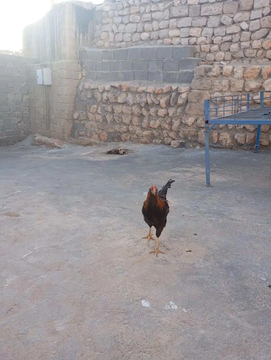 جوجه بالغ|حیوانات مزرعه|ایوان, |دیوار