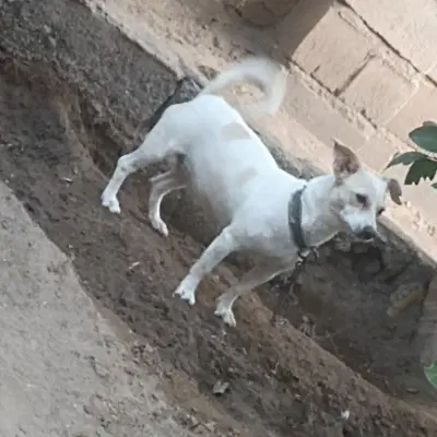 سبز|پرنده|بم, |دیوار