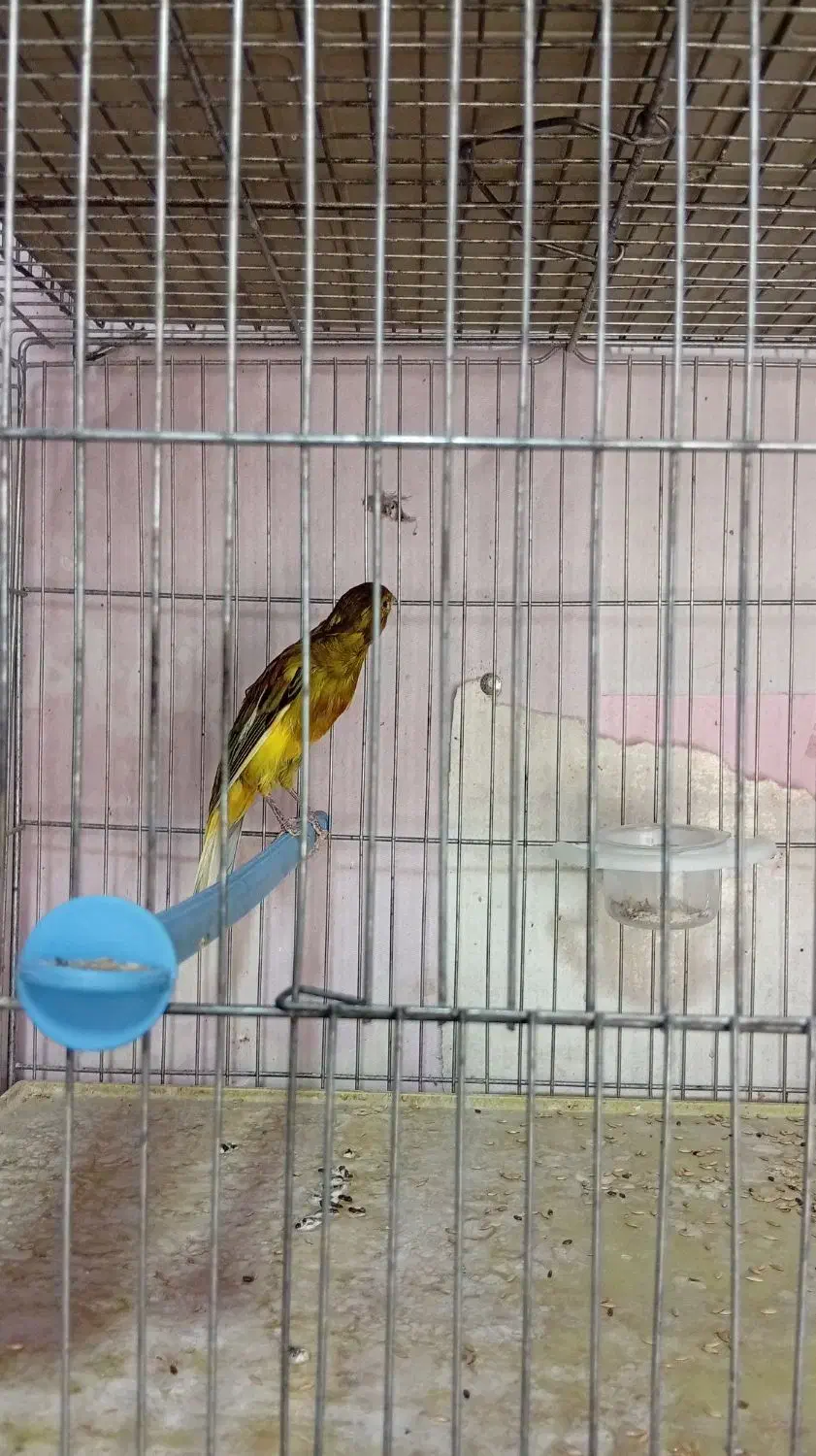 چند نمونه قناری|پرنده|خمینی‌شهر, |دیوار