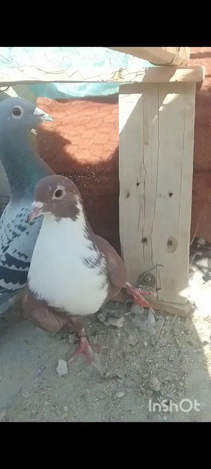 دستبند ک ف تر فرو شی هردو باهم|بدلیجات|میبد, |دیوار