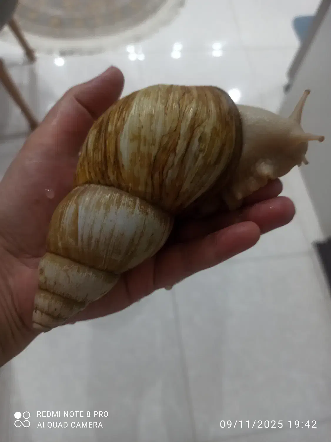 حلزون آلبینو مخصوص مصارف زیبایی|حیوانات مزرعه|هشتگرد, هشتگرد قدیم|دیوار