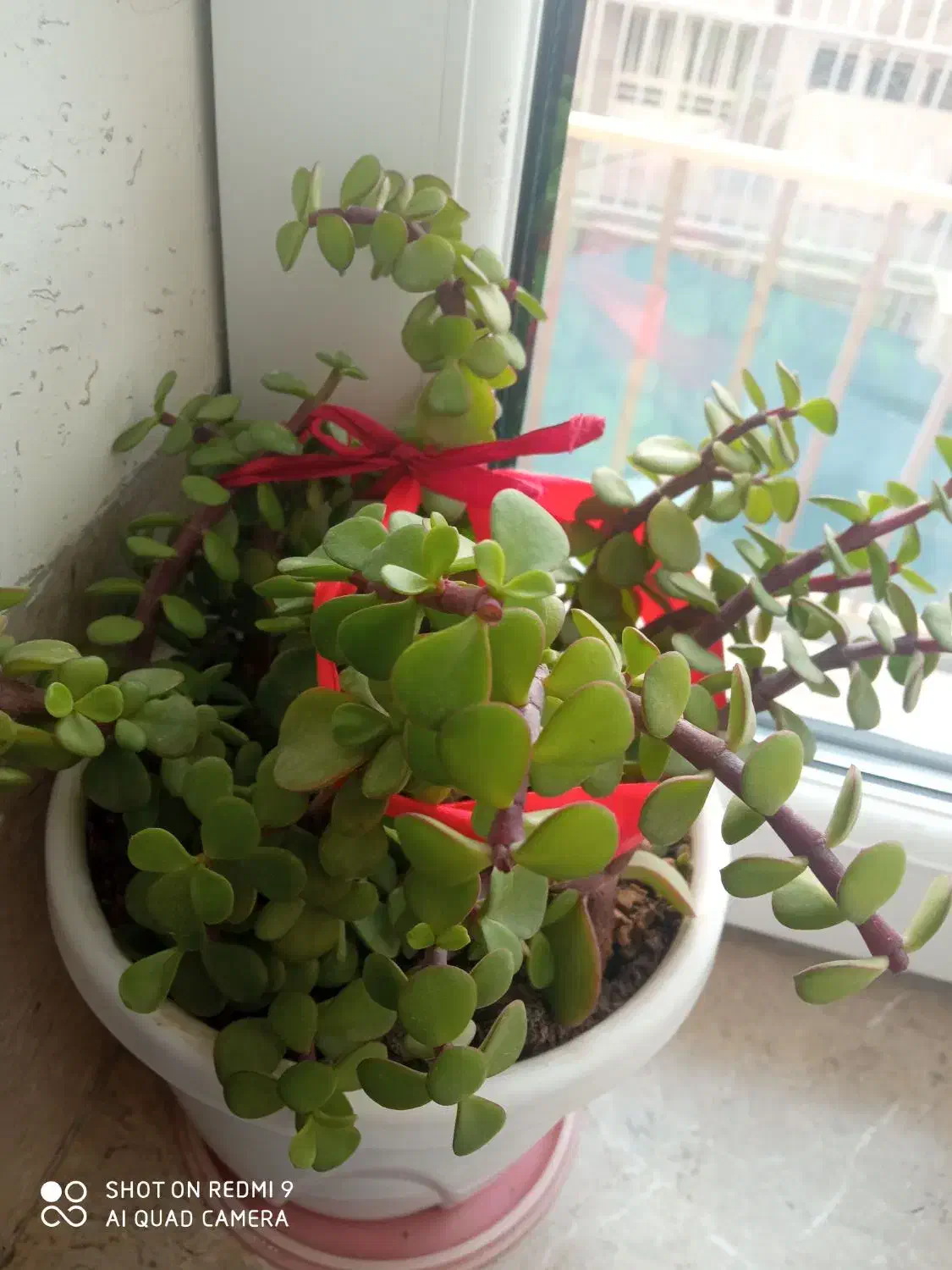 گل های زیبا مناسب روزمادر|گل و گیاه طبیعی|کرمانشاه, |دیوار