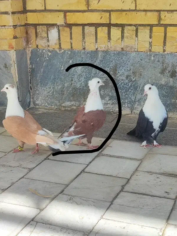 جوجه فروشی|پرنده|طبس, |دیوار