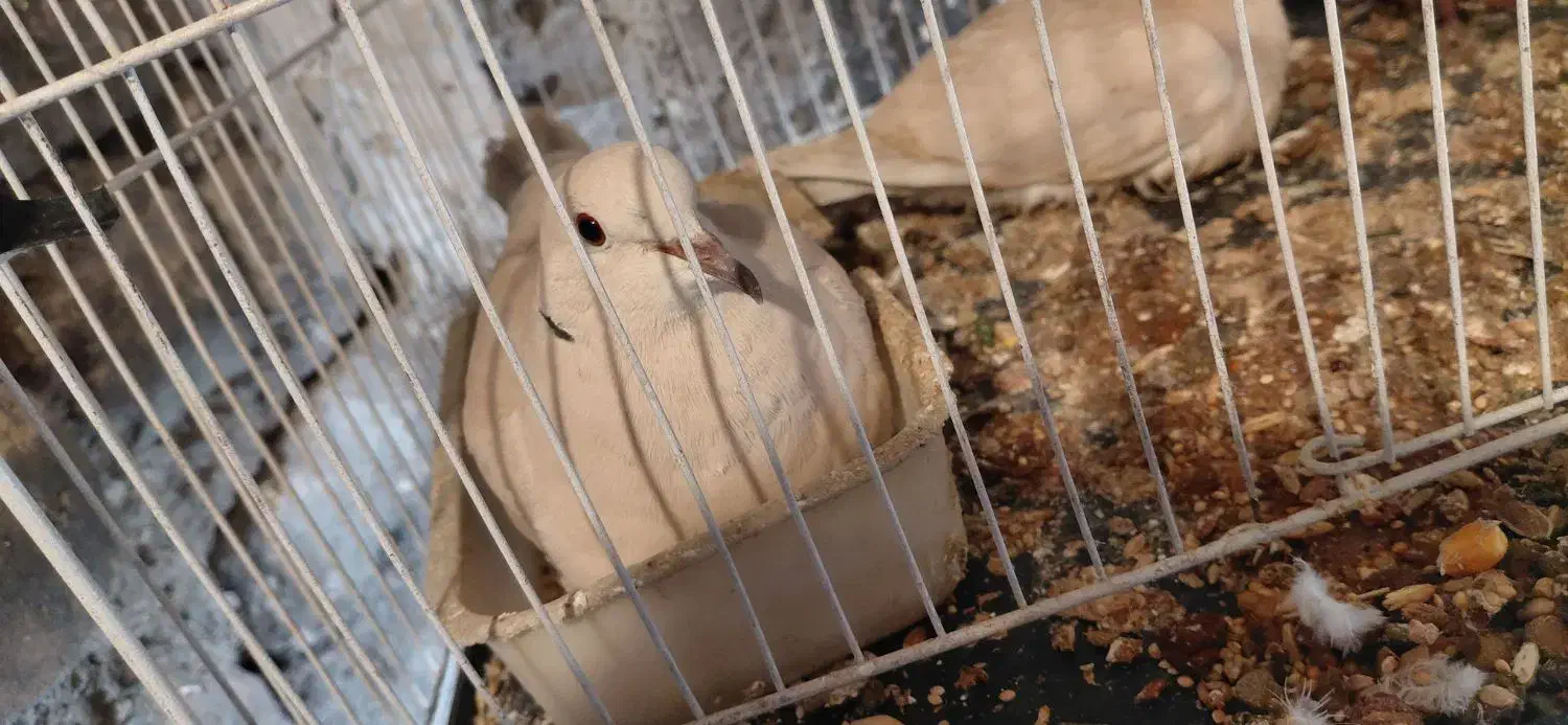 پرنده چینی|پرنده|مشهد, آبکوه|دیوار