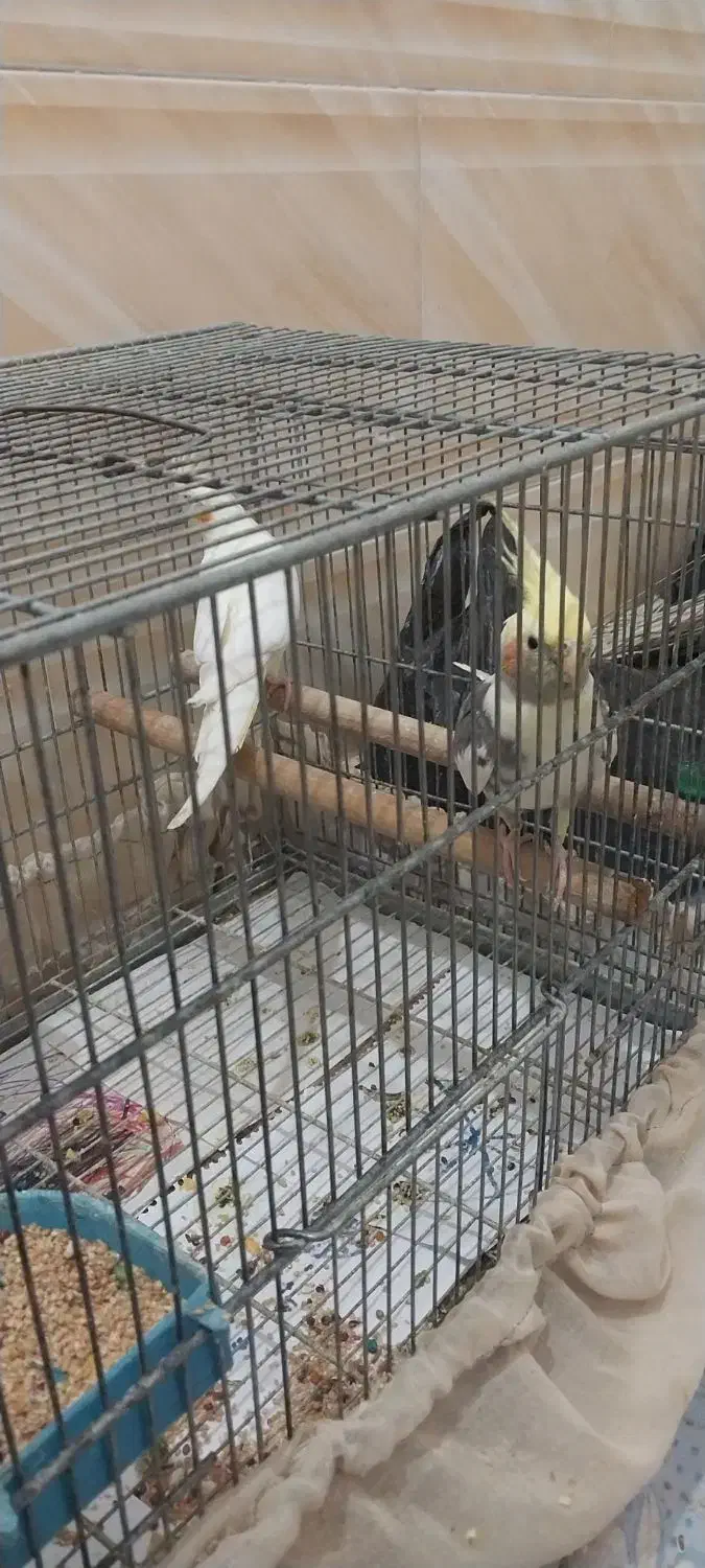 عروس هلندی|پرنده|بندر ماهشهر, |دیوار