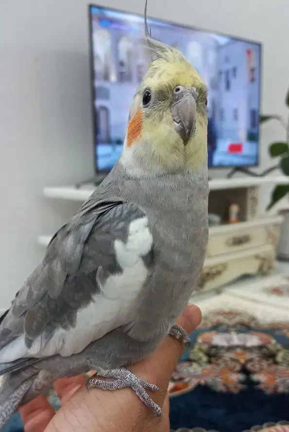 عروس هلندی دستی سخنگو لوتینو نر ماده|پرنده|مشهد, انقلاب|دیوار