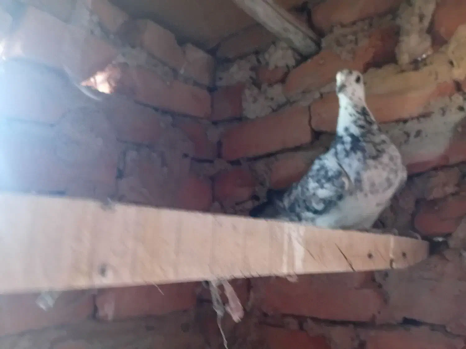 کفتر .. کبوتر|پرنده|زهان, |دیوار