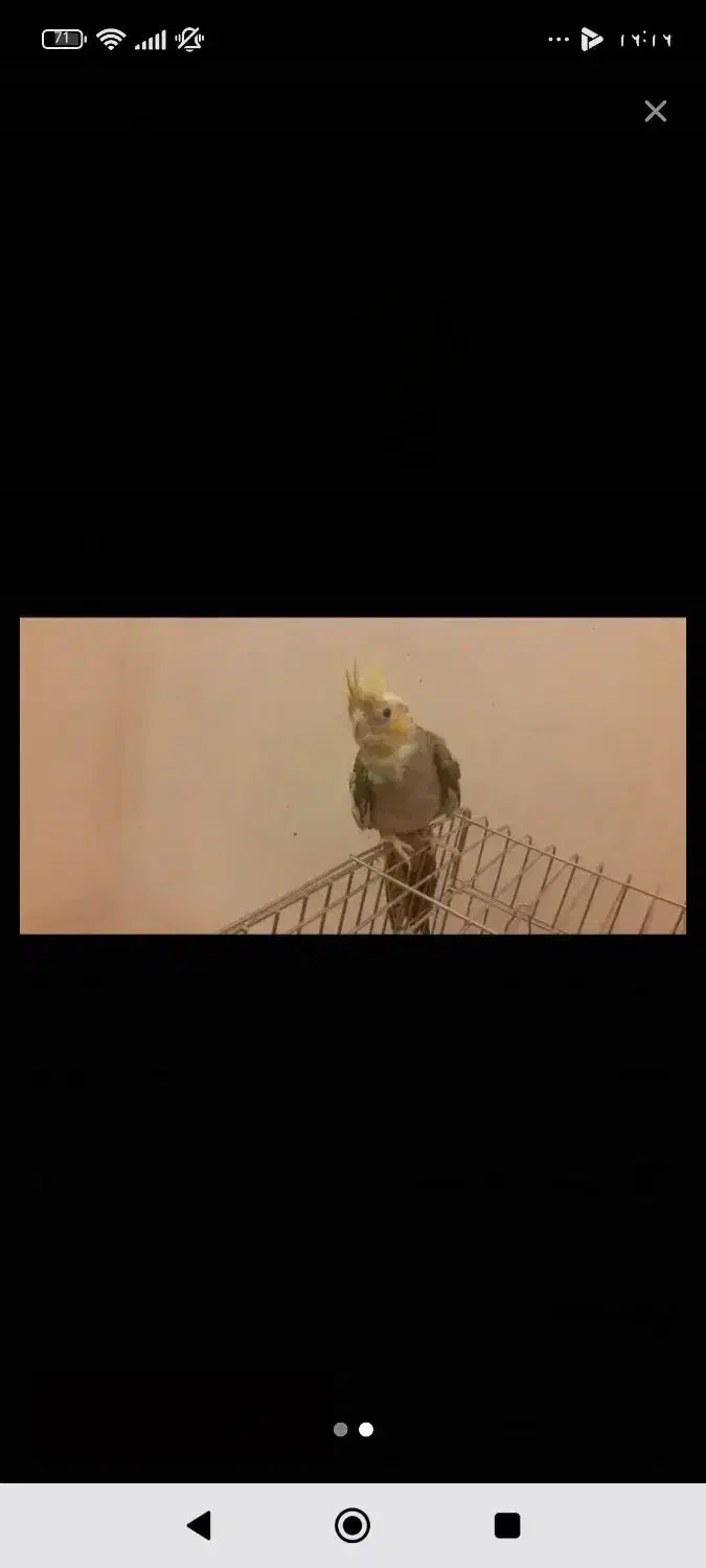 فروش یا معاوضه عروس هلندی ماده مست|پرنده|ملایر, |دیوار