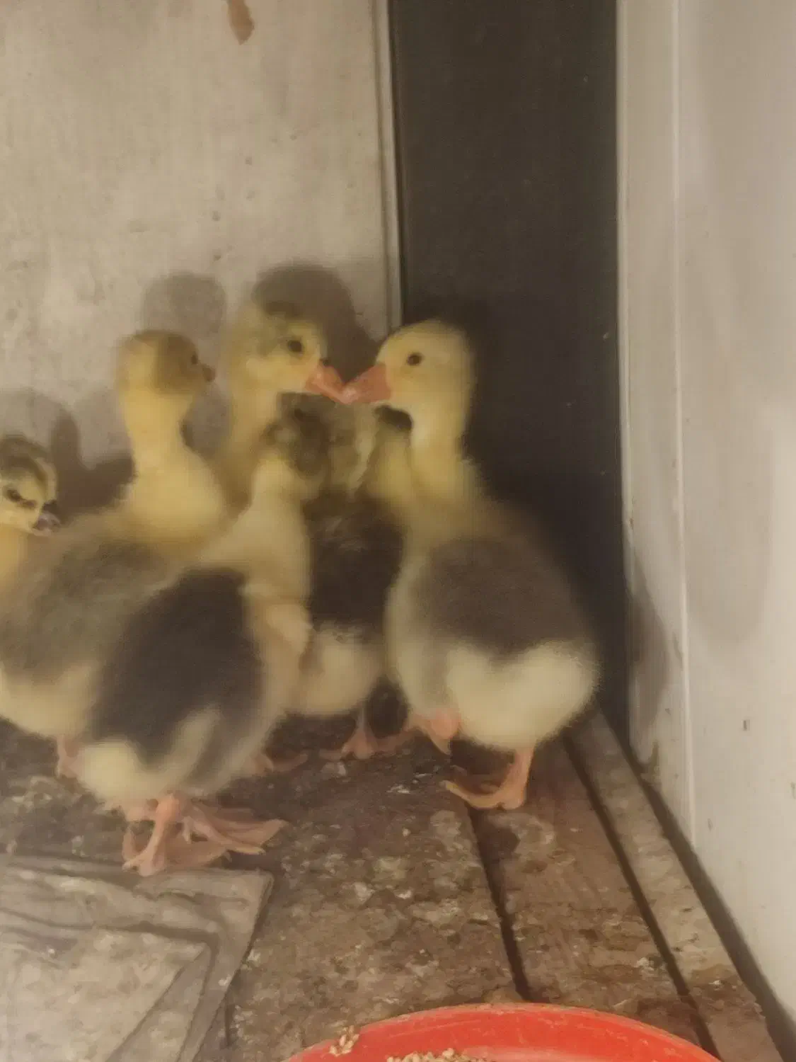 جوجه غاز|حیوانات مزرعه|فومن, |دیوار