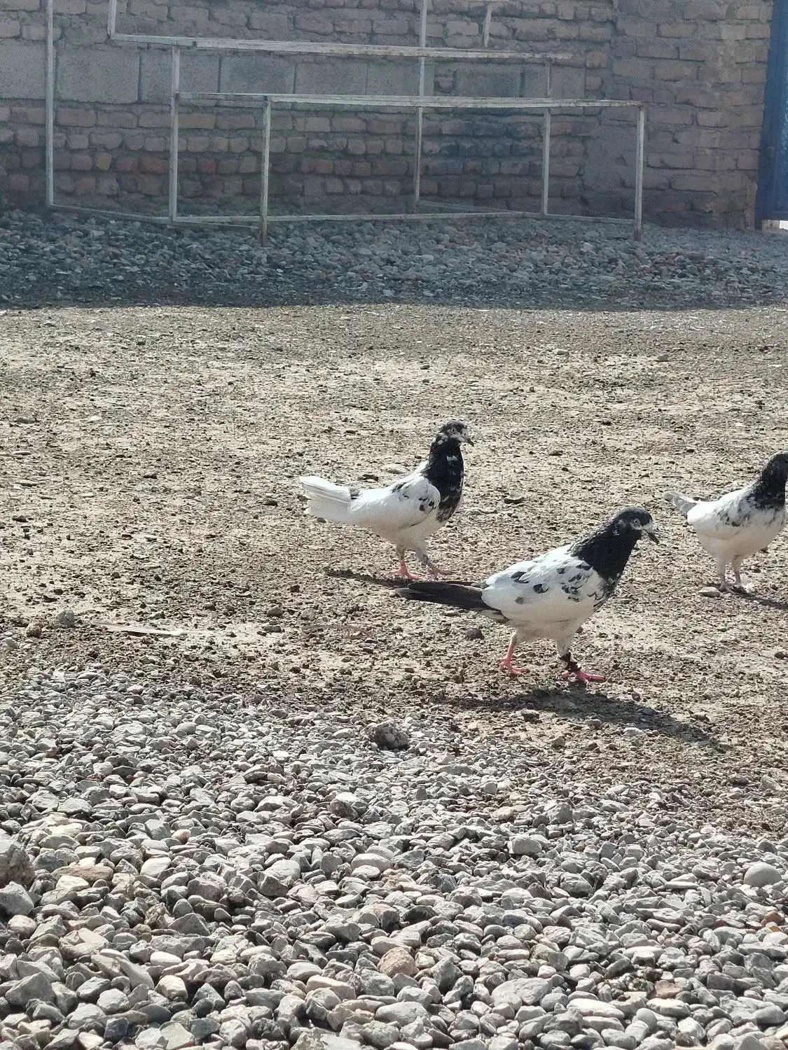 کفتر|پرنده|بمپور, |دیوار